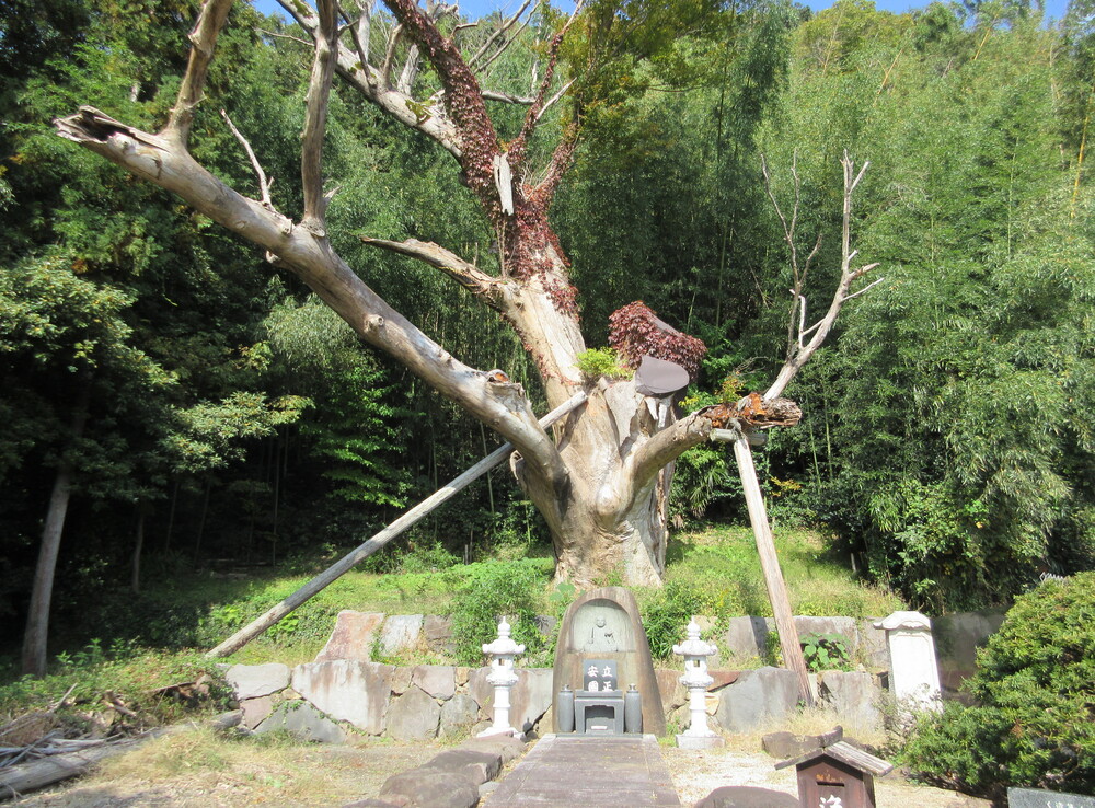 �����₫�E������̒����݁i�V�������n�s�j