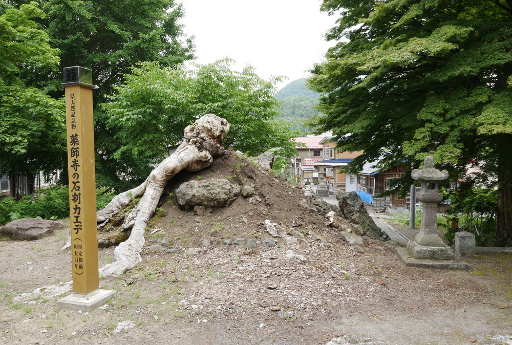温湯温泉・瑠璃山 薬師寺の「石割カエデ」